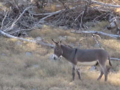 Wild burro sighting in Arizona